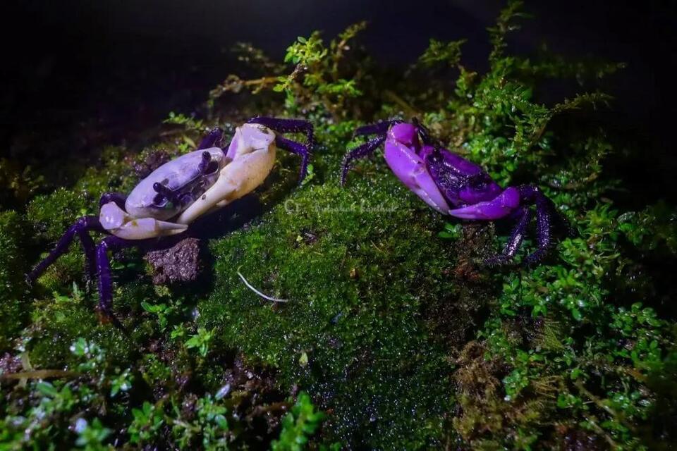 You Gotta See This Purple ‘Alien’ Crab!