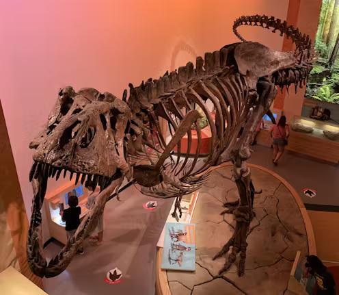 T. rex Blood Vessels Found—Seriously!