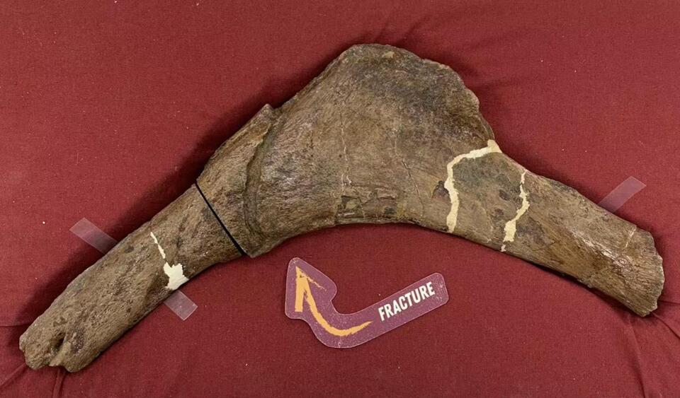 T. rex Blood Vessels Found—Seriously!