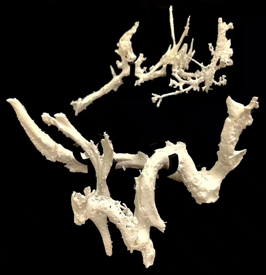 T. rex Blood Vessels Found—Seriously!