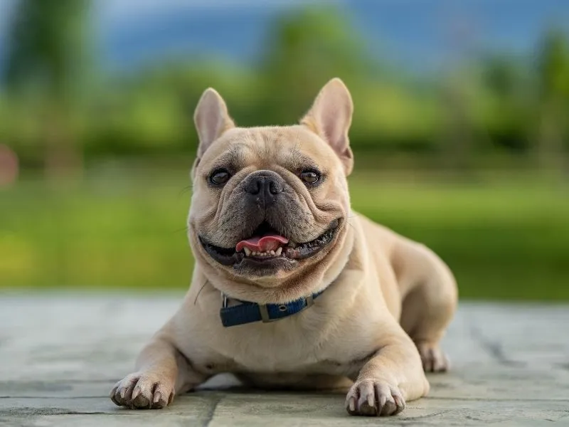 The wrong bark