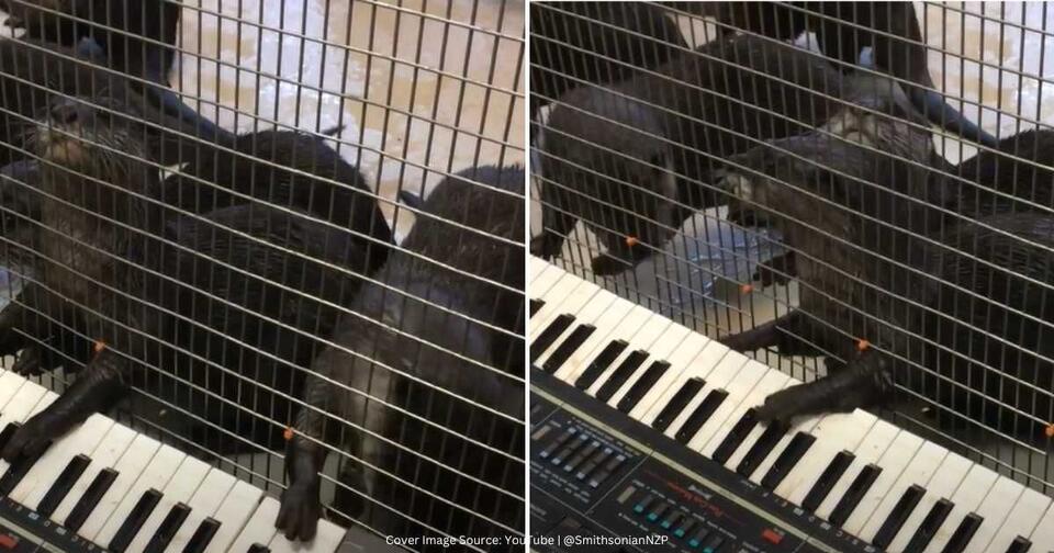 Washington DC zoo animals rock out with music
