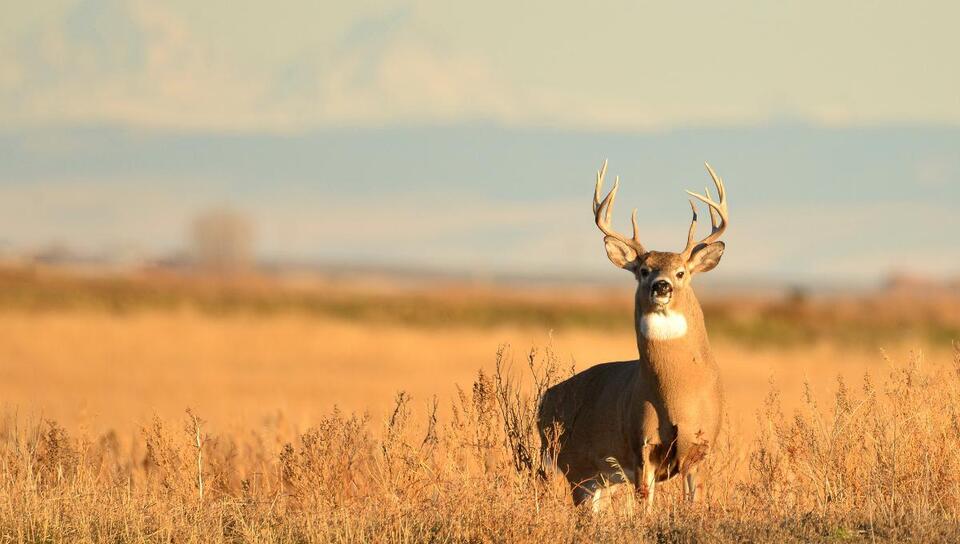 Venison E. coli case shakes Tennessee families