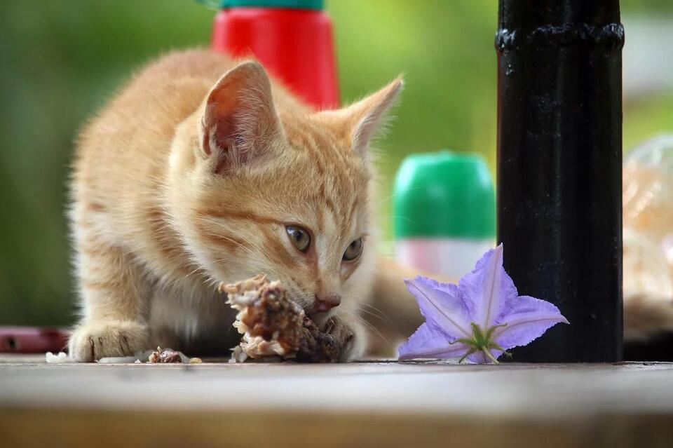 Is Your Cat Secretly Training You?