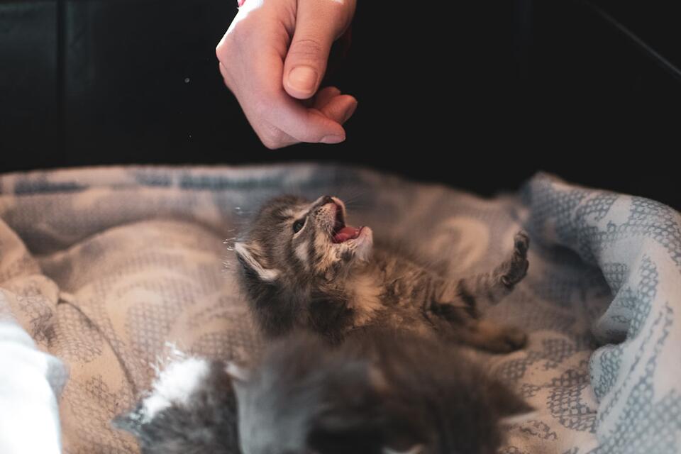 Is Your Cat Secretly Training You?