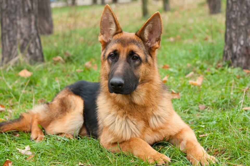 German Shepherd Goes Full Joker Mode