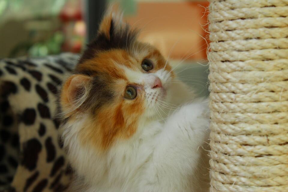 Is Your Cat Secretly Training You?
