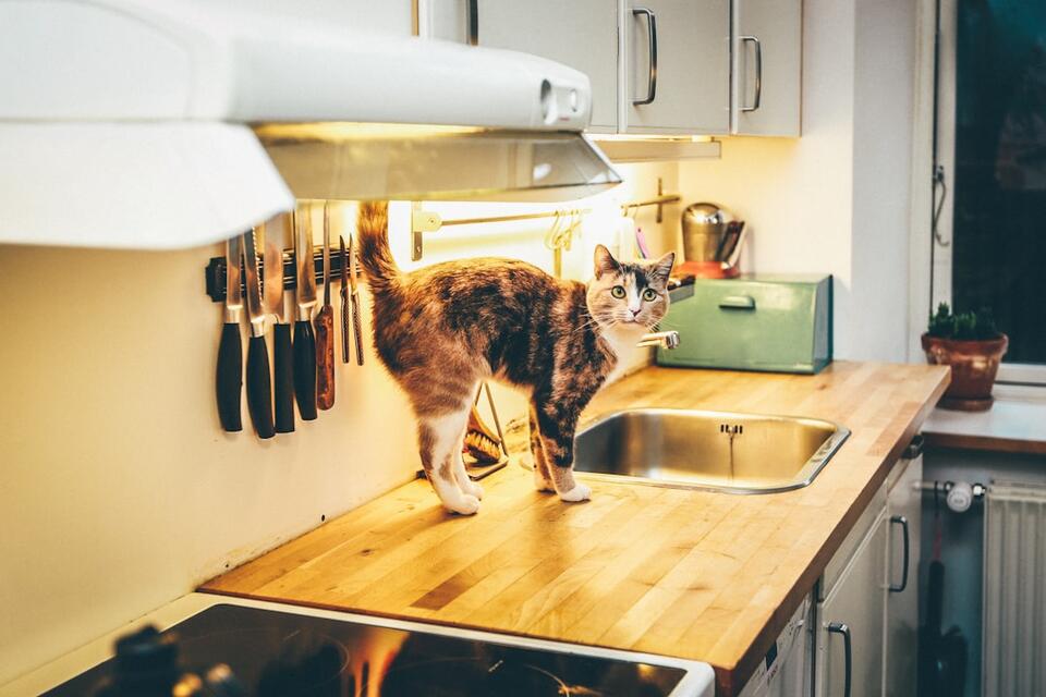 Is Your Cat Secretly Training You?