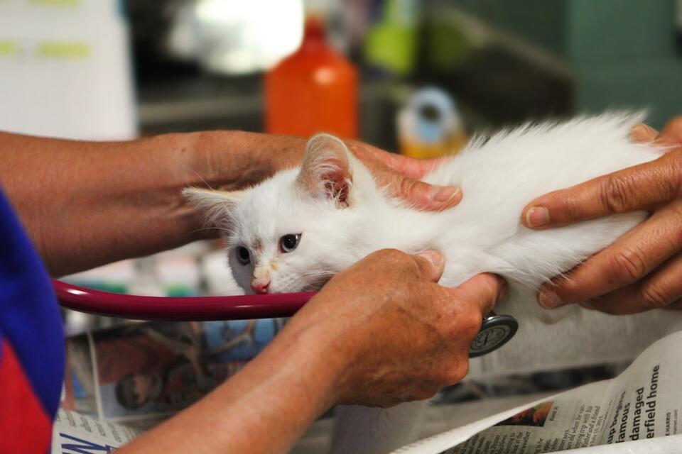 Is Your Cat Secretly Training You?