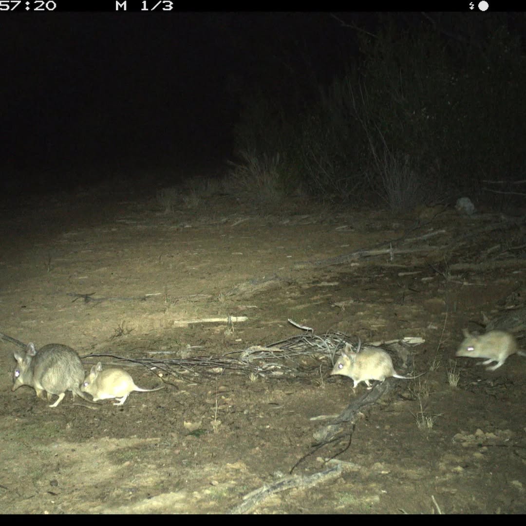 Cutest Comeback: Bandicoots Are Back!
