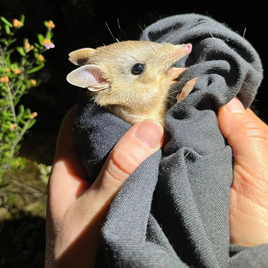 Cutest Comeback: Bandicoots Are Back!