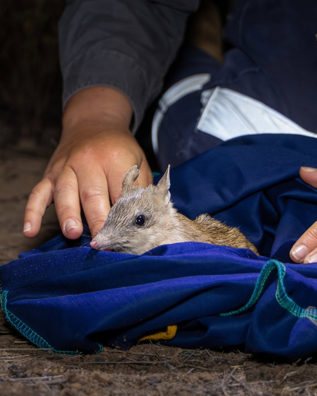 Cutest Comeback: Bandicoots Are Back!