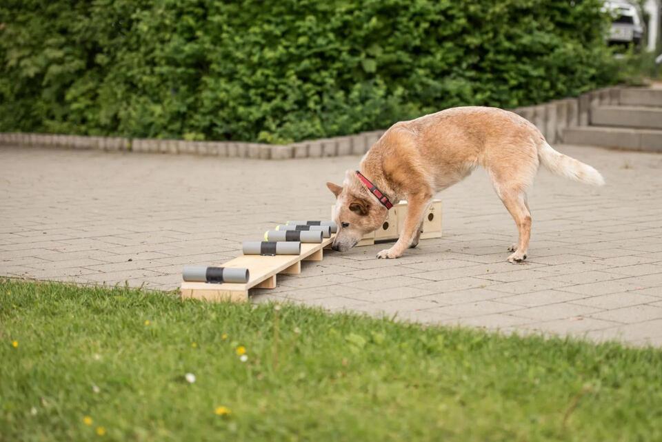 Rescue Dogs Are Now Pest Detectives!