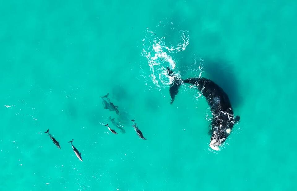 Whales & Dolphins Are Basically Ocean BFFs