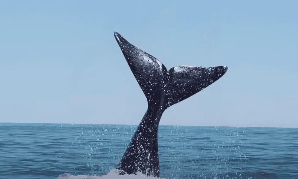 Whale Sighting After 100 Years?!