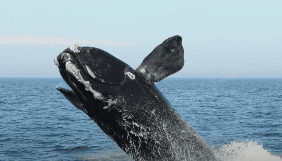 Whale Sighting After 100 Years?!