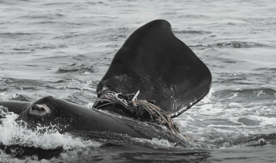 Whale Sighting After 100 Years?!