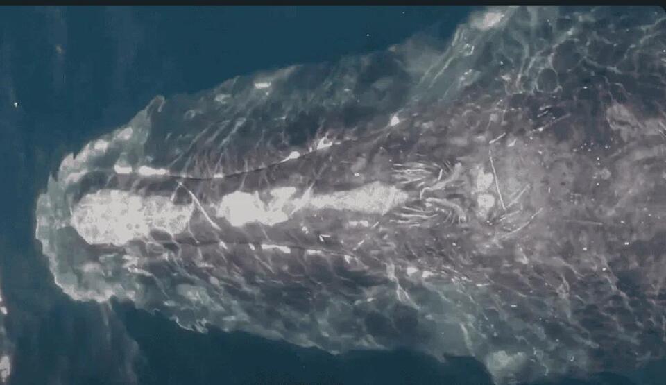 Whale Sighting After 100 Years?!