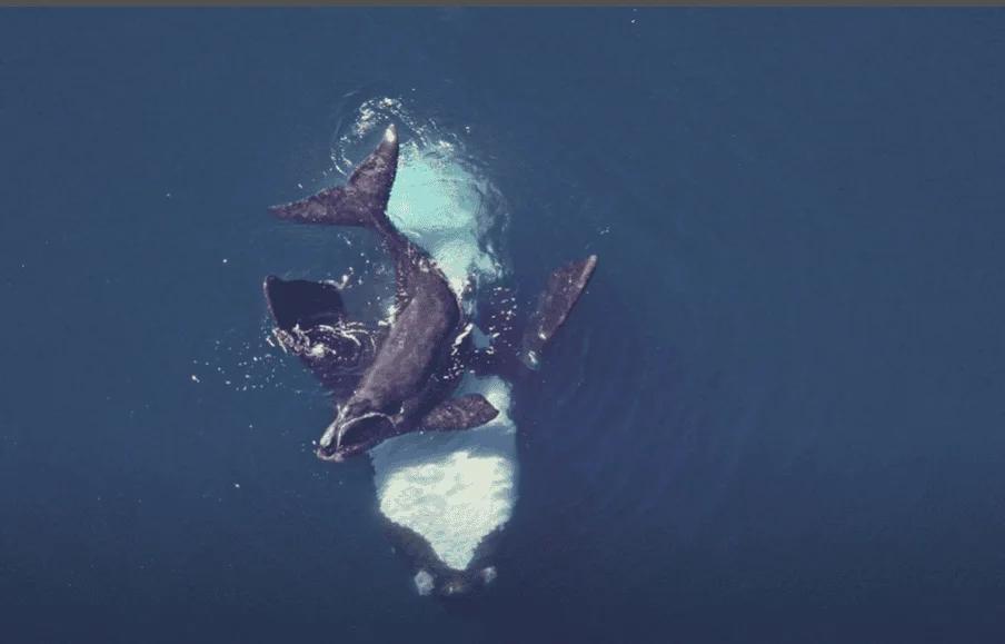 Whale Sighting After 100 Years?!