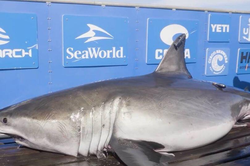 Shark Sighting Surge: 11 Great Whites Tracked!