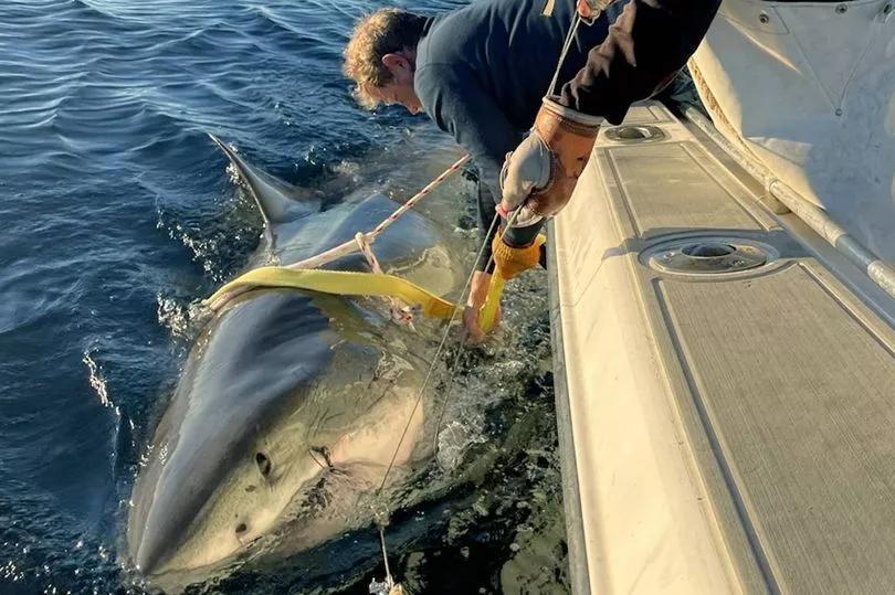 Shark Sighting Surge: 11 Great Whites Tracked!
