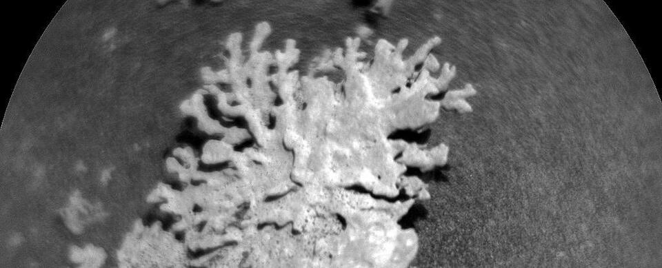 Mars Rover Finds 'Coral' Rock!