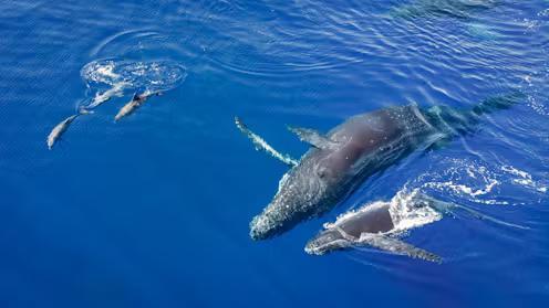 Whale & Dolphin Squad Goals IRL