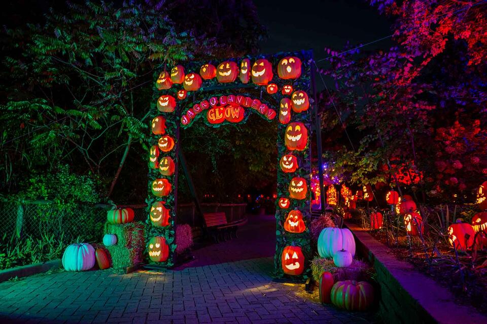 Cincinnati Zoo’s Pumpkin Glow Is Back!