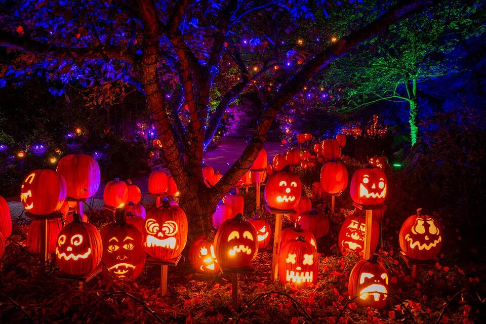 Cincinnati Zoo’s Pumpkin Glow Is Back!