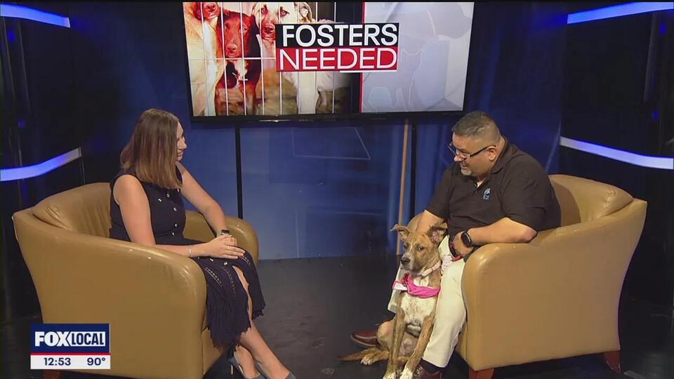 Foster families needed now in Dallas