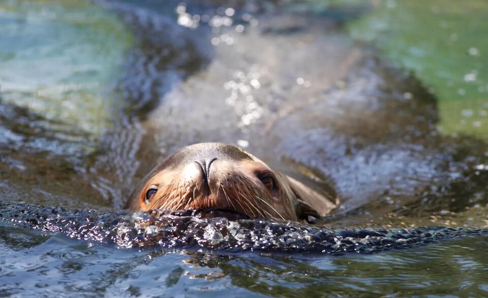 Denver remembers Nick, the sea lion legend