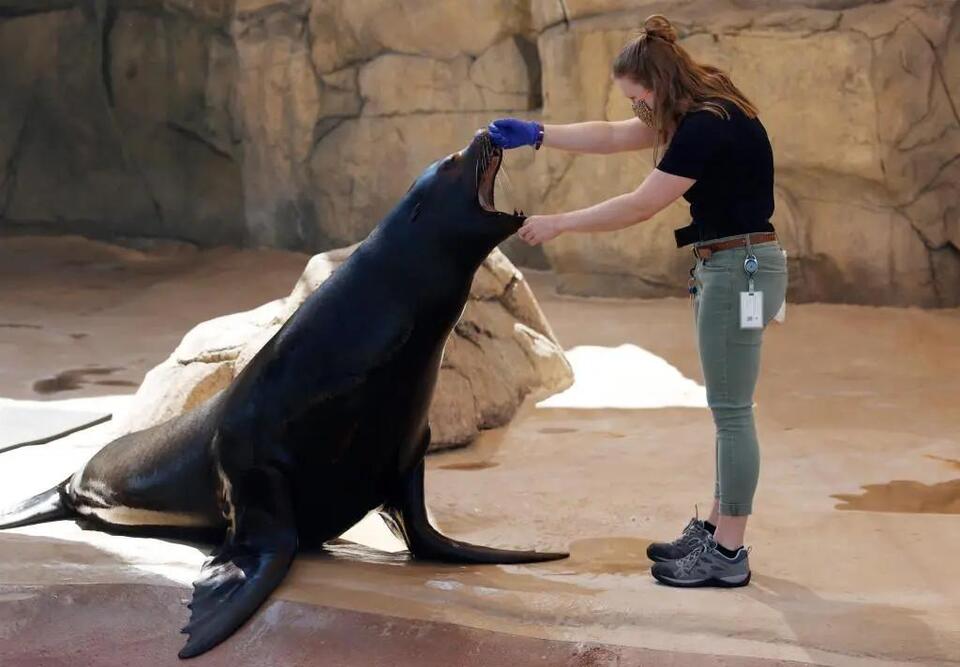 Denver remembers Nick, the sea lion legend