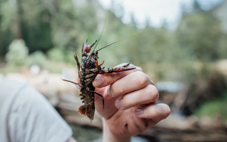 Got busted collecting my own bait (oops!) 🦐