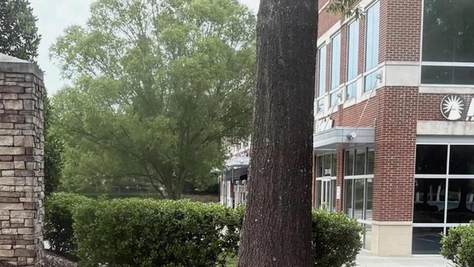 Mulch Volcanoes Are Wrecking Trees?!