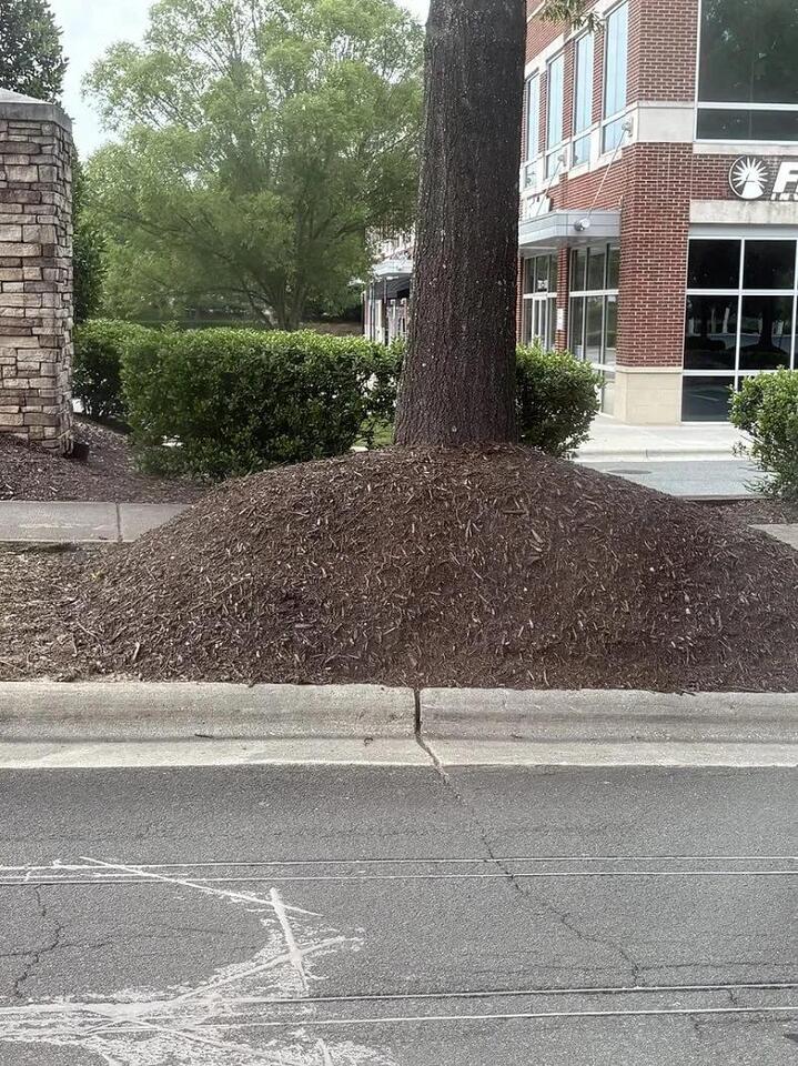 Mulch Volcanoes Are Wrecking Trees?!