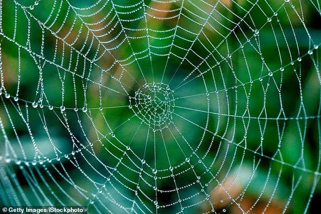 Arkansas park visitor finds $27K diamond