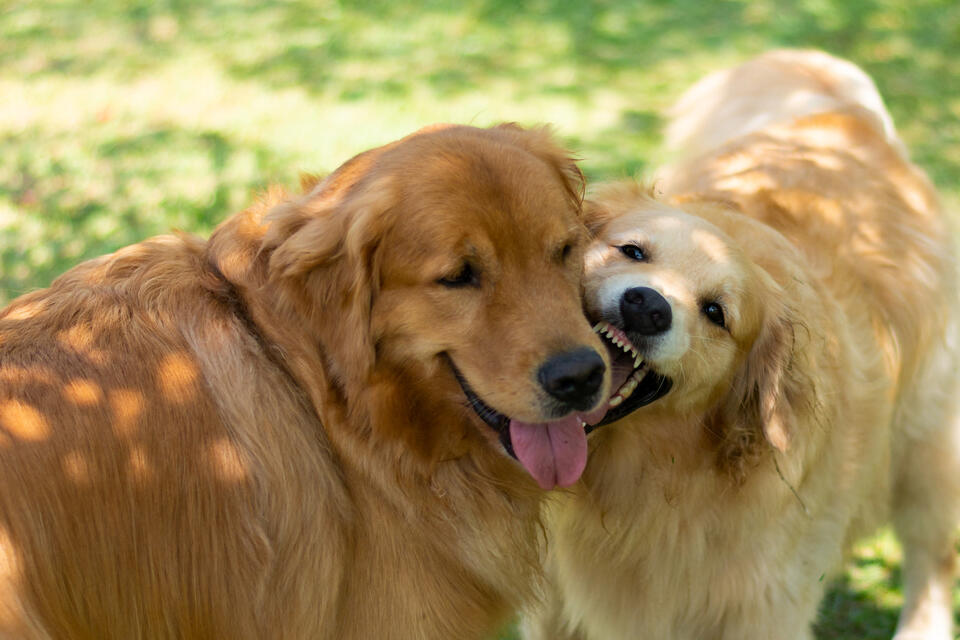 Golden Retrievers Crash the Workday