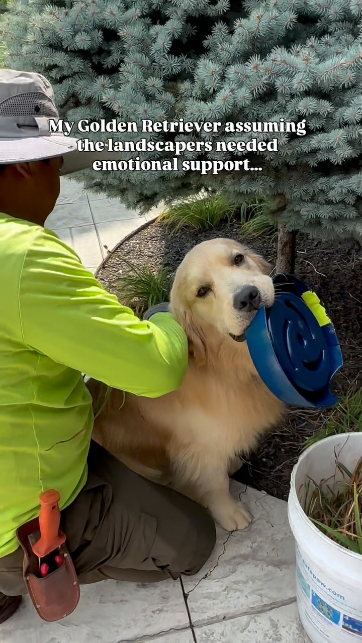 Golden Retrievers Crash the Workday