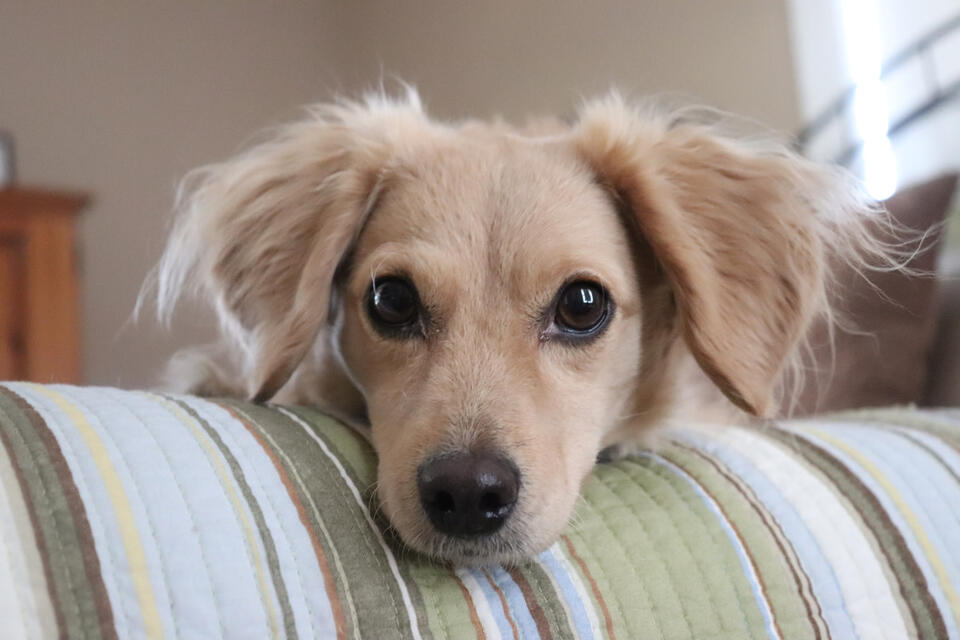 Louisa the Dachshund’s Dinner Drama