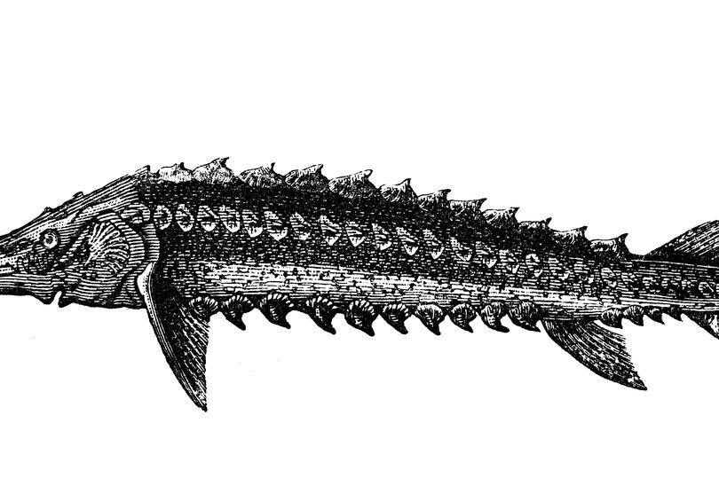 Prehistoric 'Dinosaur Fish' Makes a Comeback!