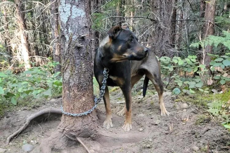 Dog Chained Near Wildfire Saved by Locals