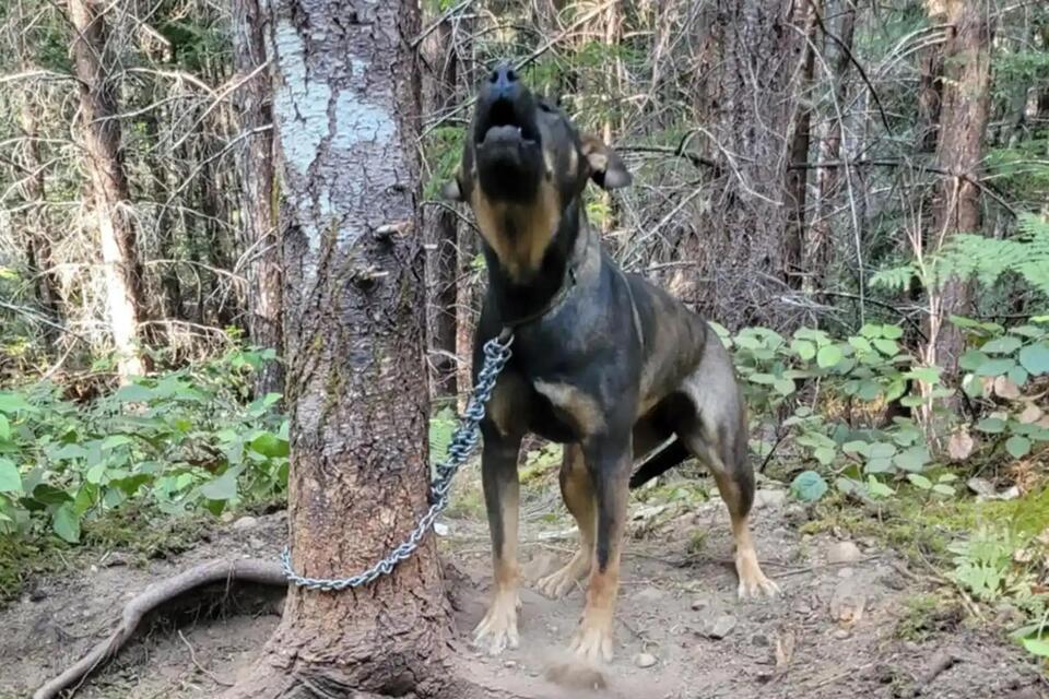 Dog Chained Near Wildfire Saved by Locals