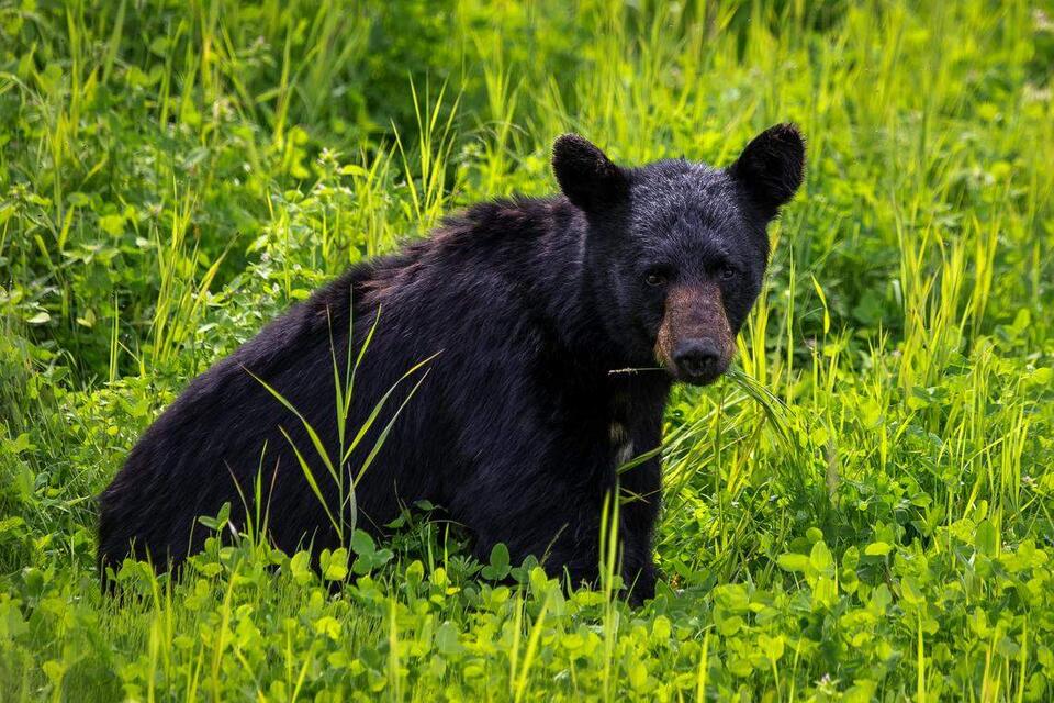 Bear breaks into Sevierville home—again