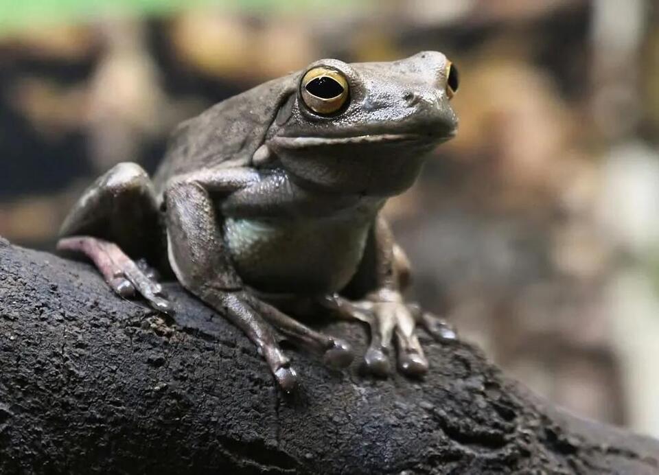 Frogs Make Wild Comeback After Fires