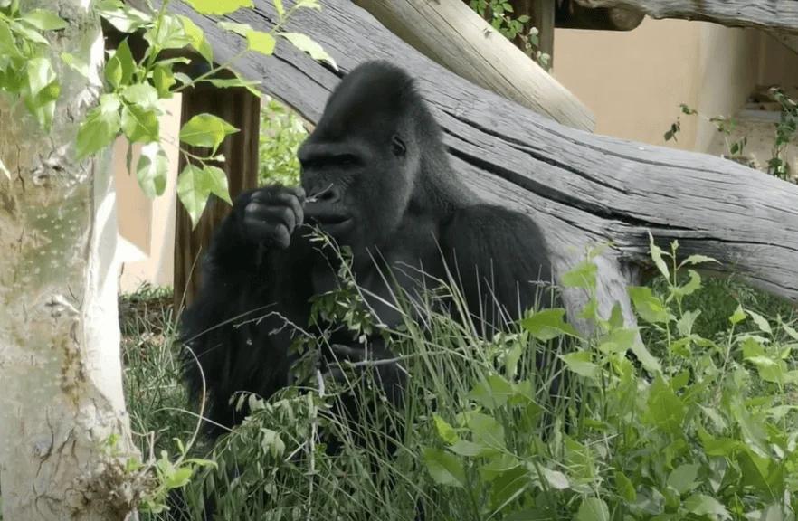 Gorillas Have a Secret Pharmacy!
