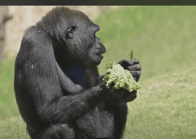 Gorillas Have a Secret Pharmacy!