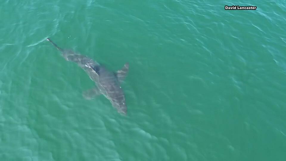 Shark sighting shakes up Scarborough beaches