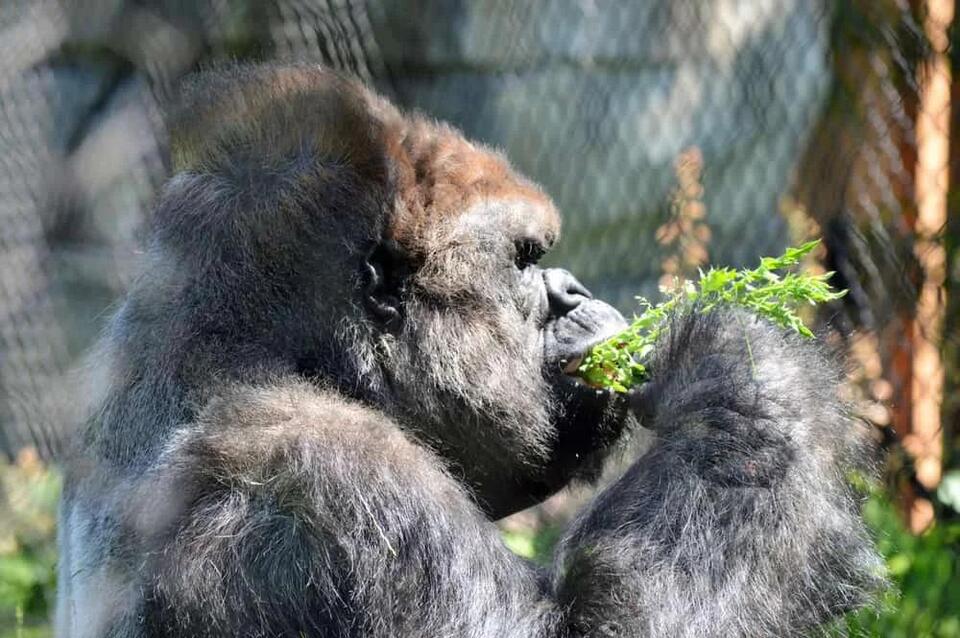 Gorillas Have a Secret Pharmacy!
