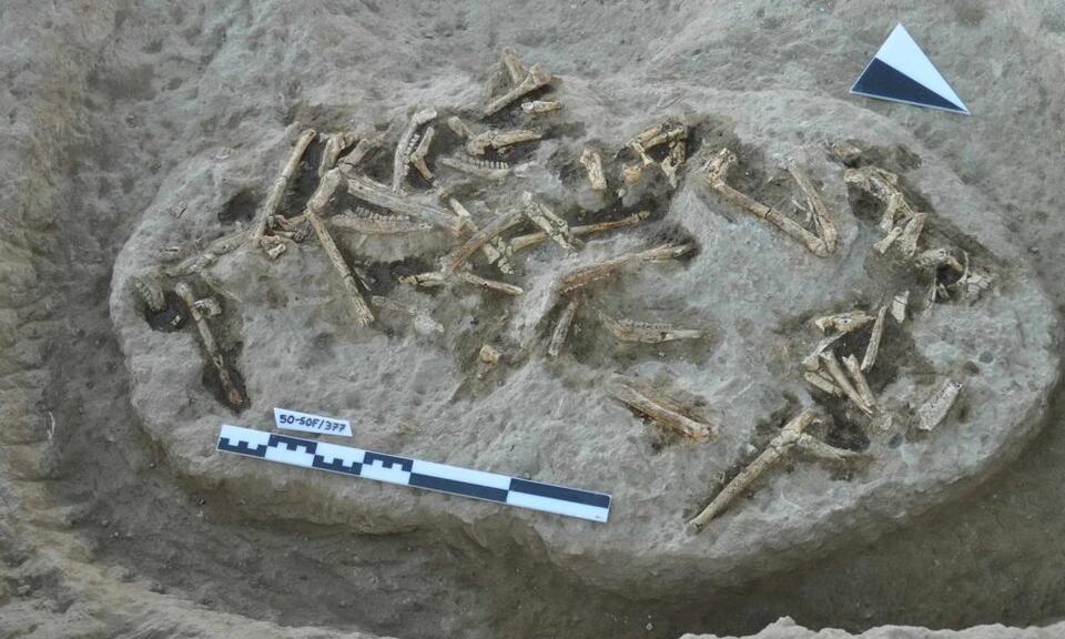 10-Million-Year-Old Fossils Change Everything
