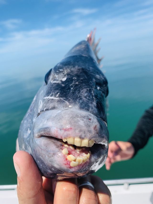 These five fish have made me question my fishing skills more than once